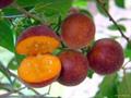 زردآلوی گرمسیری